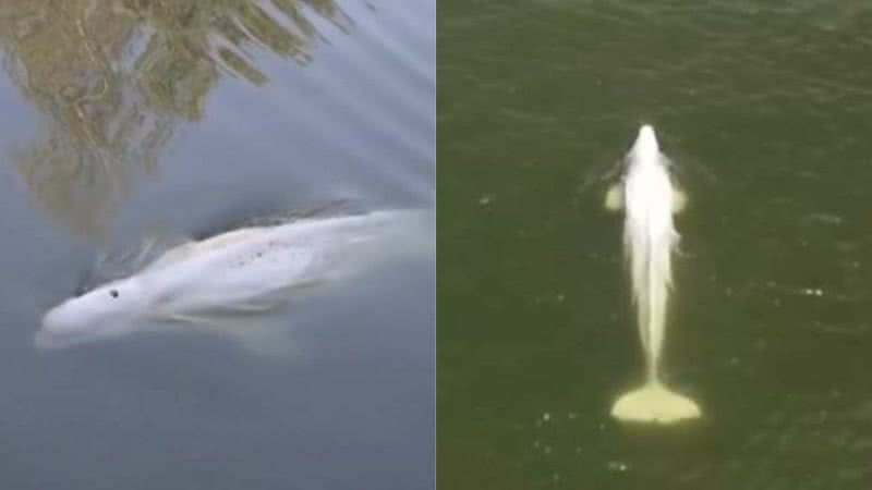 Imagens da baleia beluga no rio Sena, capturadas pelo drone - Reprodução/Vídeo/G1