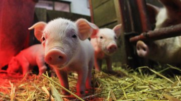Imagem de porcos convivendo em um chiqueiro - Getty Images
