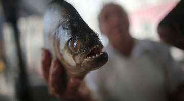 Um homem seguira uma piranha - Getty Images