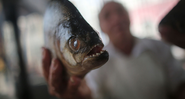 Um homem seguira uma piranha - Getty Images