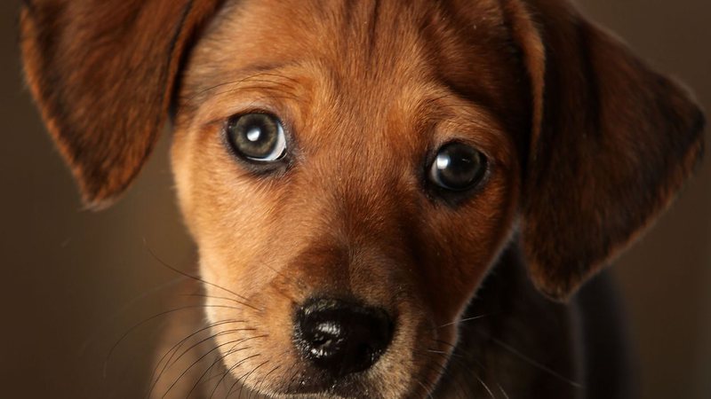 Foto tirada de um cachorro - Getty Images