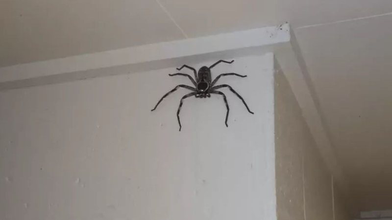 Aranha gigante na Austrália vira pet - Redes Sociais/Reprodução