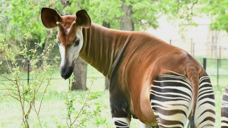 Espécie rara de parente de girafa, ocapi - Divulgação/Oklahoma City Zoom and Botanical Garden