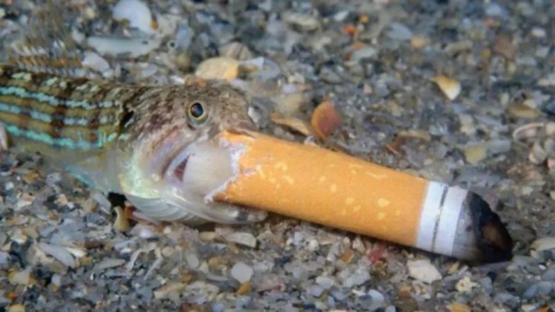 Peixe-lagarto com filtro de cigarro em sua boca - Divulgação /Steven Kovacs