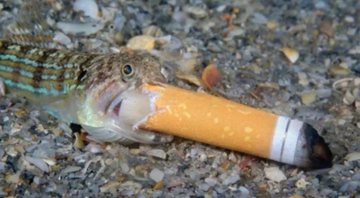 Peixe-lagarto com filtro de cigarro em sua boca - Divulgação /Steven Kovacs
