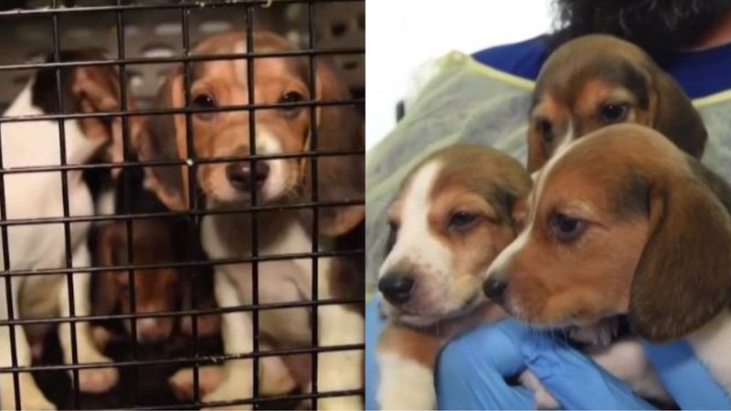 Imagens dos filhotes de beagles sendo resgatados - Reprodução/Vídeo/BBC News