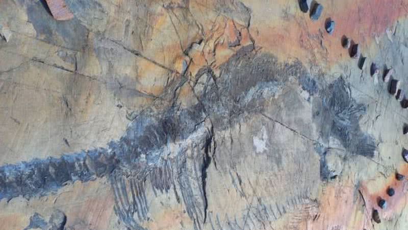 Fóssil de dinossauro grávida - Divulgação/GAIA Antarctic Research Center U