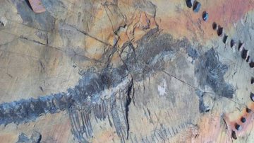 Fóssil de dinossauro grávida - Divulgação/GAIA Antarctic Research Center U