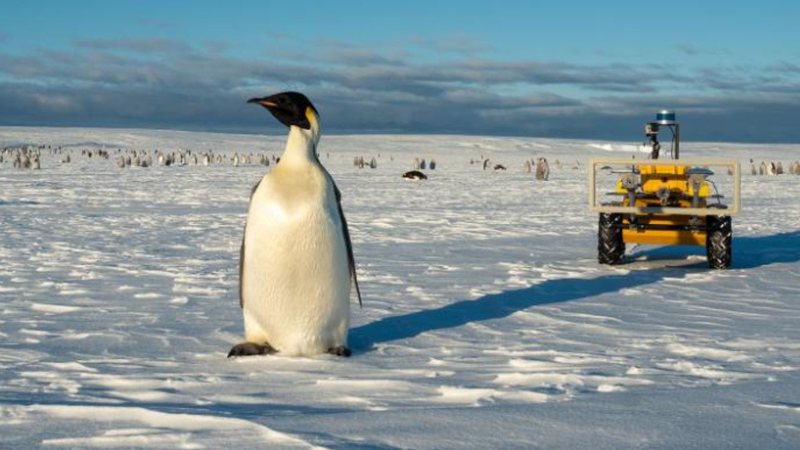 Pinguins sendo rastreados por robô ECHO - Divulgação/ Woods Hole Oceanographic Institutio