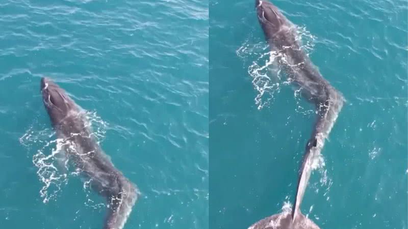 En España, biólogos descubren una ballena con un grave caso de escoliosis
