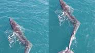 Imagem da baleia com escoliose encontrada na Espanha - Reprodução / Redes Sociais / Instagram