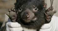 Diabos-da-Tasmânia filhote durante missão de salvamento - Getty Images