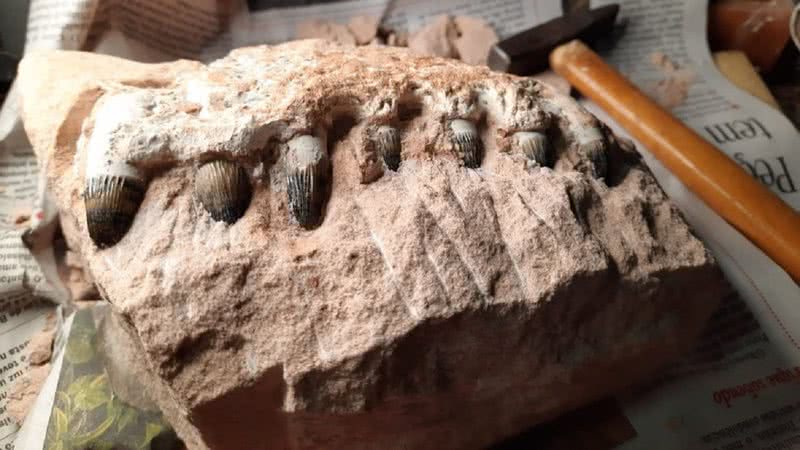 Parte de mandíbula de um Peirosauridae - Dentes de crocodiliformes  / Crédito: Divulgação/ Eixo SP