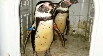 Os pinguins foram vendidos por R$ 66 mil - Reprodução