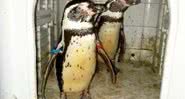 Os pinguins foram vendidos por R$ 66 mil - Reprodução