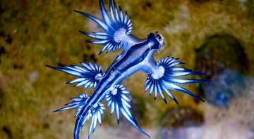 Imagem meramente ilustrativa de um Dragão azul - Sylke Rohrlach/ Creative Commons/ Wikimedia Commons