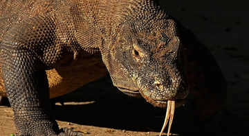 Imagem de um dragão de Komodo - Wikimedia Commons