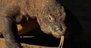 Imagem de um dragão de Komodo - Wikimedia Commons