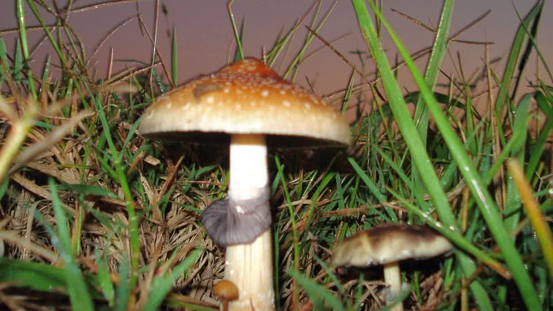 Fotografia de cogumelo do gênero Psilocybe, usado para produzir drogas alucinógenas