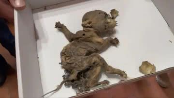 Feto encontrado em armazém apontado como "feto de duende" - Reprodução / Redes Sociais