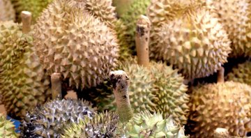 Imagem ilustrativa de uma plantação de durião - Pexels