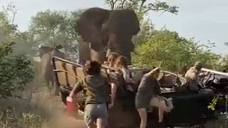 Momento em que o elefante ataca o veículo