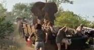 Momento em que o elefante ataca o veículo - Divulgação/Twitter/@EdwardthembaSa