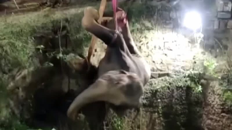Momento em que elefante é retirado do poço - Divulgação/ YouTube/ The Guardian
