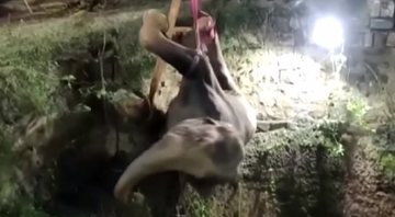Momento em que elefante é retirado do poço - Divulgação/ YouTube/ The Guardian