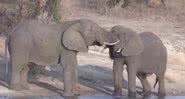 Elefantes no Parque Nacional Kruger, África do Sul - Divulgação/Youtube/Africa Adventures