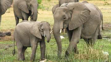 Imagem ilustrativa com elefantes - Foto por Michael Siebert pelo Pixabay