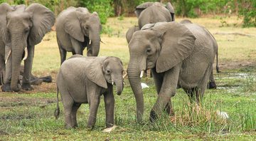 Imagem meramente ilustrativa de elefantes - Divulgação/Pixabay