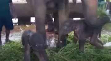 Os elefantes gêmeos acompanhados da mãe - Divulgação/Youtube