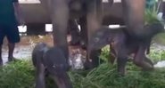 Os elefantes gêmeos acompanhados da mãe - Divulgação/Youtube