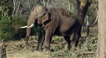 Imagem meramente ilustrativa de um elefante - Imagem de Bishnu Sarangi por Pixabay