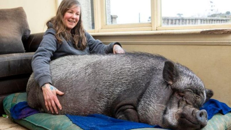 O 'mini porco' com sua dona - Divulgação/Katielee Arrowsmith