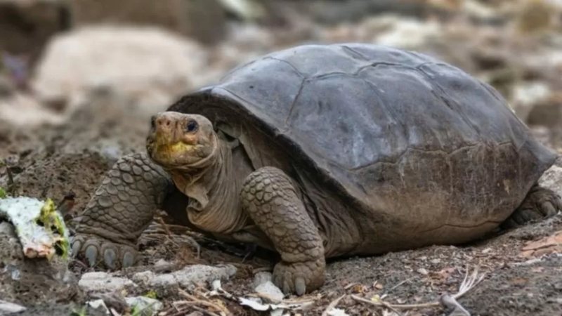 Tartaruga gigante que pensava-se estar extinta há um século - Divulgação/Parque Nacional Galápagos