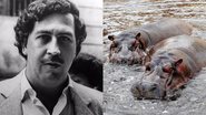 O narcotraficante Pablo Escobar (esq.) e imagem ilustrativa de hipopótamos (dir.) - Divulgação/Reprodução/Pixabay/Joleńka