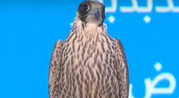 Imagem do falcão leiloado - Youtube/Saudi Falcons Club