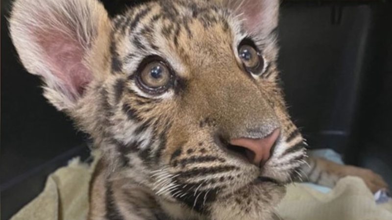 O filhote de tigre que foi resgatado de uma venda ilegal - Divulgação/SWCC