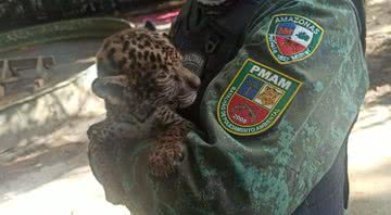 Fotografia da pequena onça - Divulgação/ Batalhão de Policiamento Ambiental do Amazonas