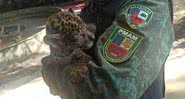 Fotografia da pequena onça - Divulgação/ Batalhão de Policiamento Ambiental do Amazonas