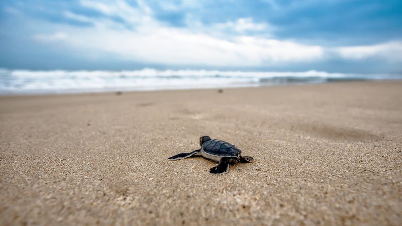 Imagem meramente ilustrativa de filhote de tartaruga - Divulgação/Pixabay
