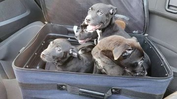 Fotografia dos cachorrinhos resgatados - Divulgação/ Redes Sociais