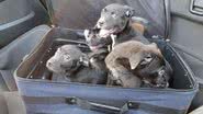 Fotografia dos cachorrinhos resgatados - Divulgação/ Redes Sociais