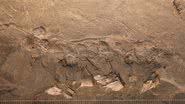 Fotografia do fóssil - Divulgação / Instituto de Geologia e Paleontologia de Nanjing