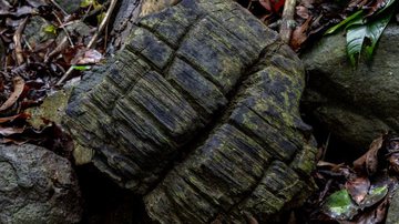 Amostra de madeira fossilizada encontrada no Panamá - Reprodução / Christian Ziegler