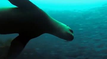 A foca Kostis, que habitava o mar da ilha grega de Alonissos - Divulgação/Youtube/Ethnos Newspaper