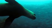 A foca Kostis, que habitava o mar da ilha grega de Alonissos - Divulgação/Youtube/Ethnos Newspaper