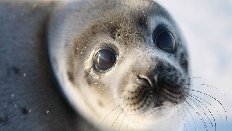 Filhote de foca - Getty Images